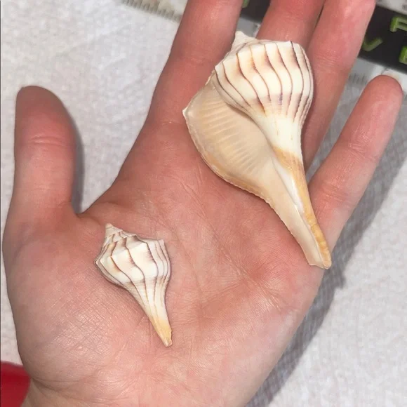 Assorted Seashell Collection - Picture 10 of 10